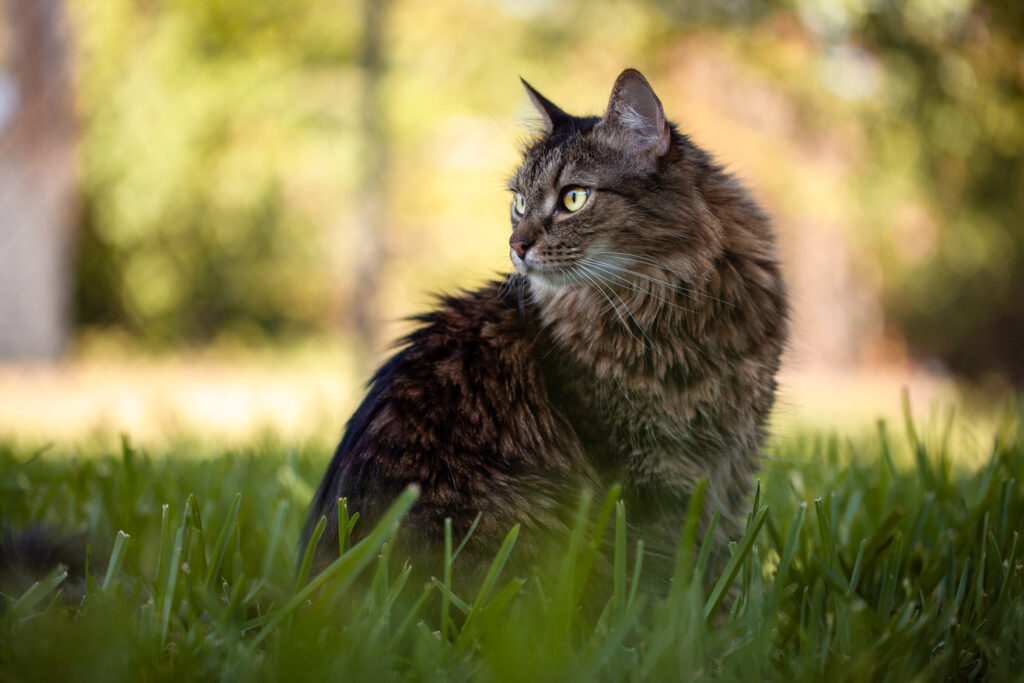 Professional cat portrait outside