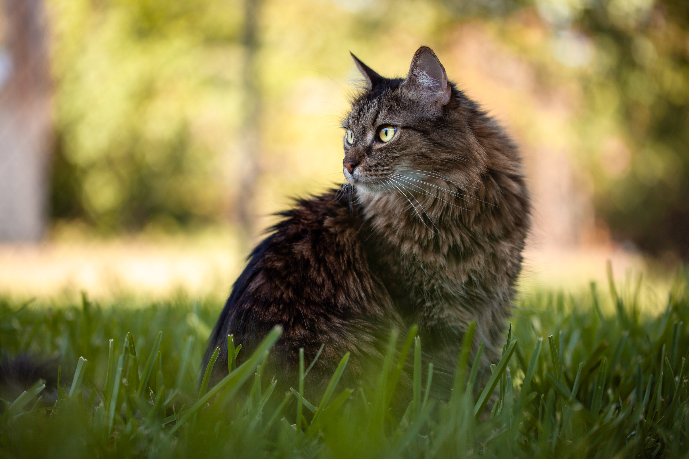 Portrait of fluffy brown cat outside