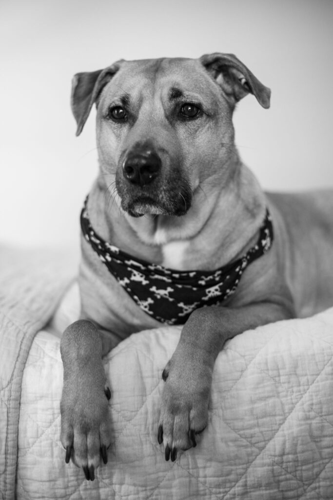 Black and white dog portrait