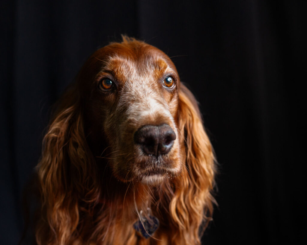 Dramatic Irish Setter portrait on black background