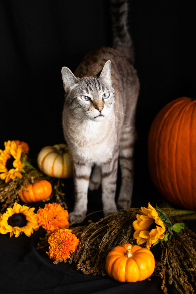 Point lynx siamese cat with pumpkins and autumn flowers