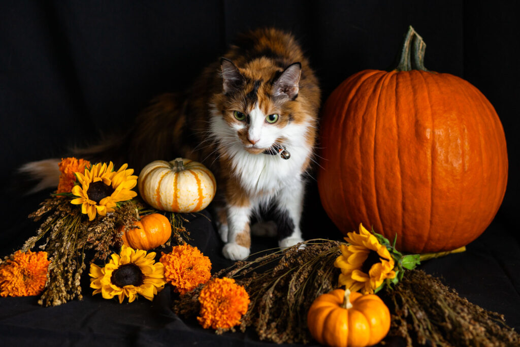 Long haired calico cat with pumpkins and autumn flowers