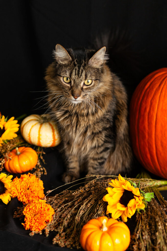 Long haired tabby cat surrounded by pumpkins and autumn flowers on a black background