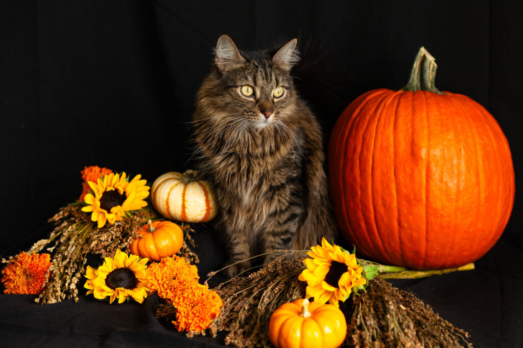 Long haired tabby cat surrounded by pumpkins and autumn flowers on a black background