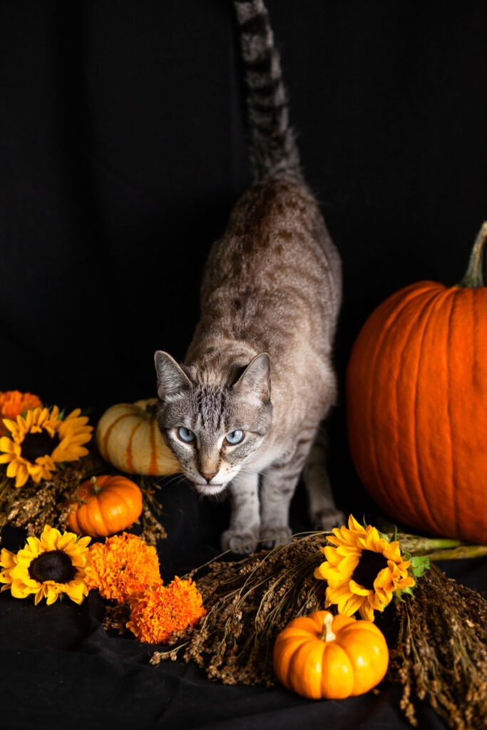 Point lynx siamese cat with pumpkins and autumn flowers