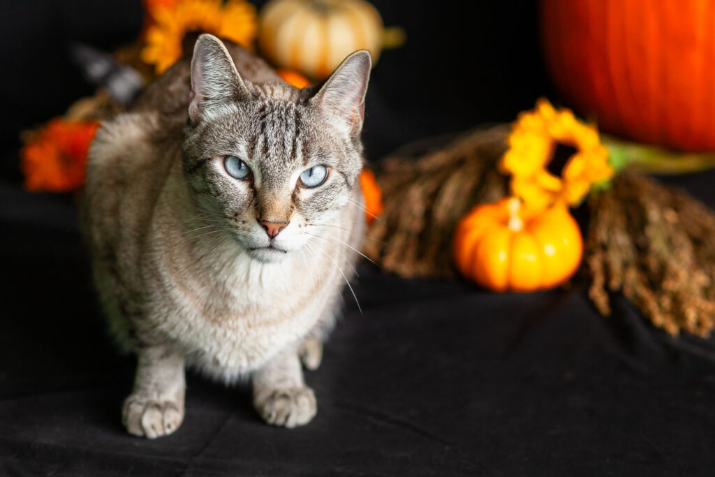 Point lynx siamese cat with pumpkins and autumn flowers