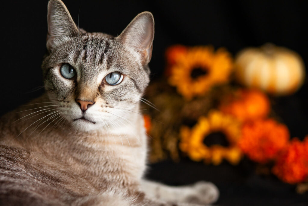 Point lynx siamese cat with pumpkins and autumn flowers