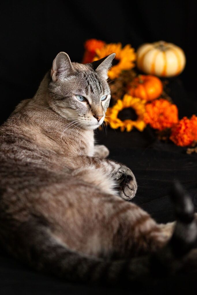 Point lynx siamese cat with pumpkins and autumn flowers