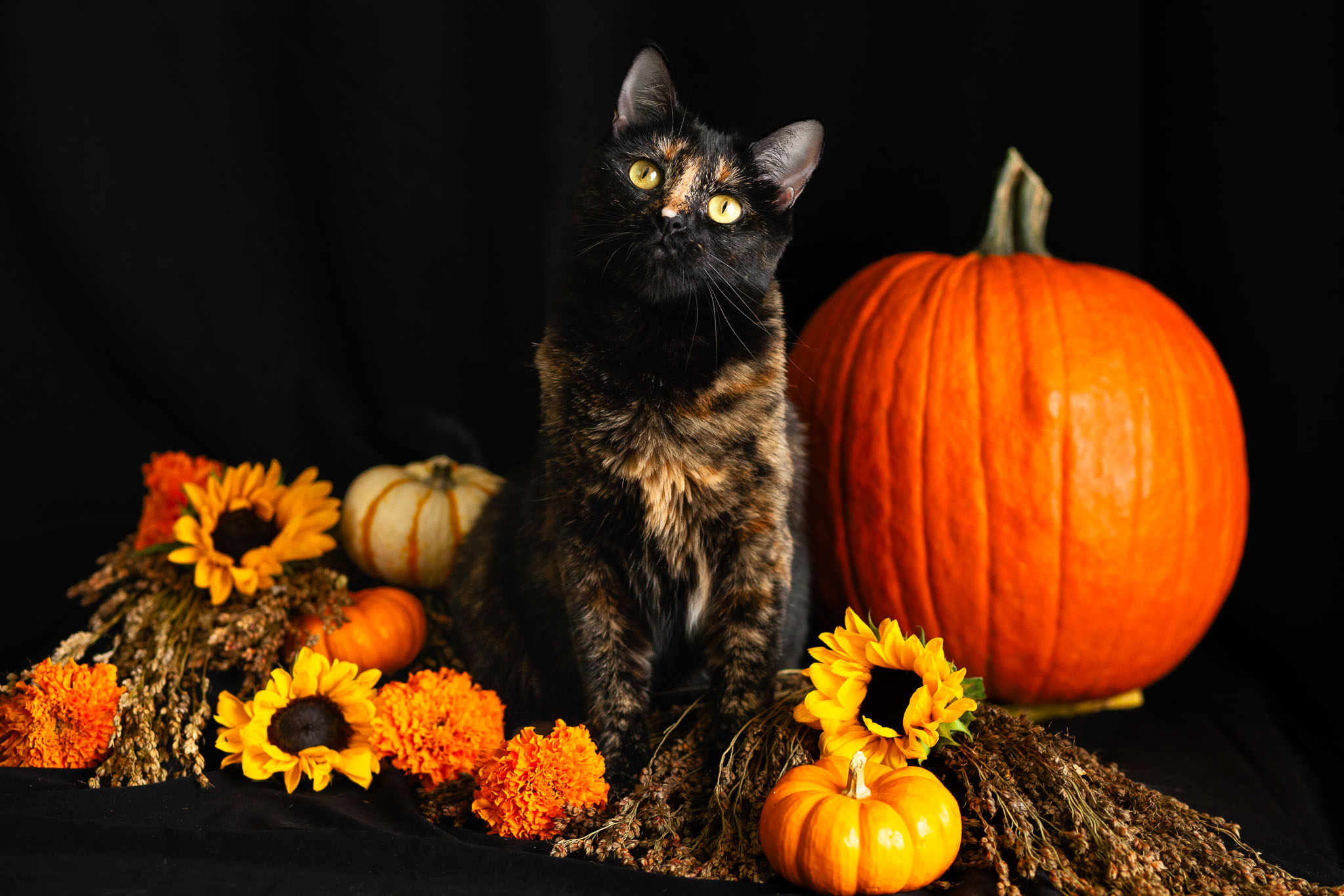 Tortoiseshell cat tilts head at the camera in the middle of pumpkins and autumn flowers