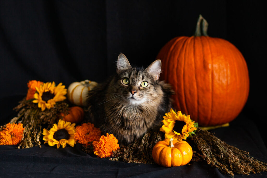 Long haired tabby cat surrounded by with pumpkins and autumn flowers