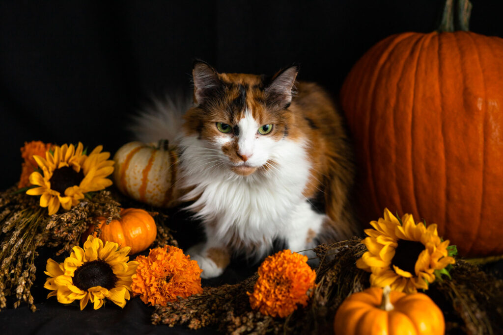 Long haired calico cat with pumpkins and autumn flowers