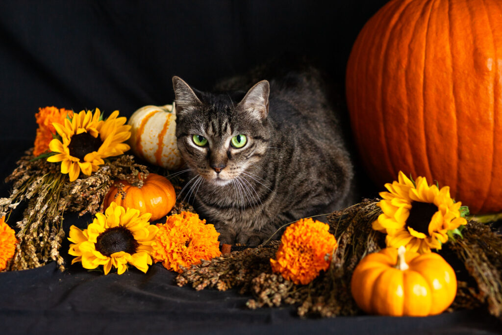 Tabby cat surrounded by pumpkins and sunflowers on a black background