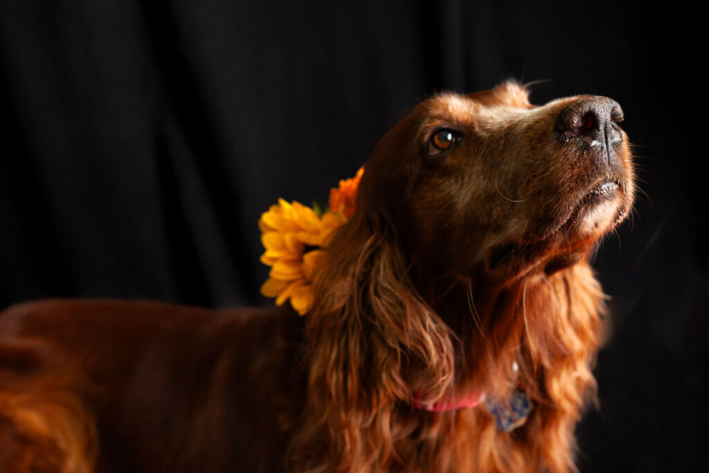 Irish setter dog with autumn flowers in her collar