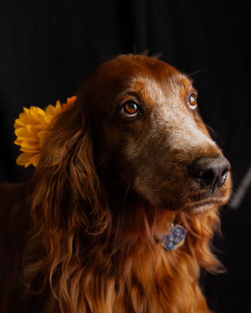 Irish setter dog with autumn flowers in her collar