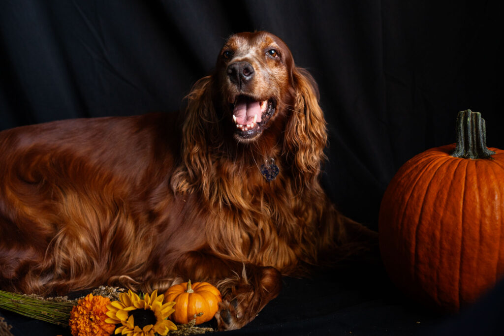 Irish setter dog with pumpkins and autumn flowers