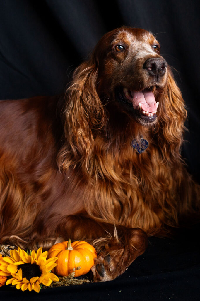 Irish setter dog with pumpkins and autumn flowers