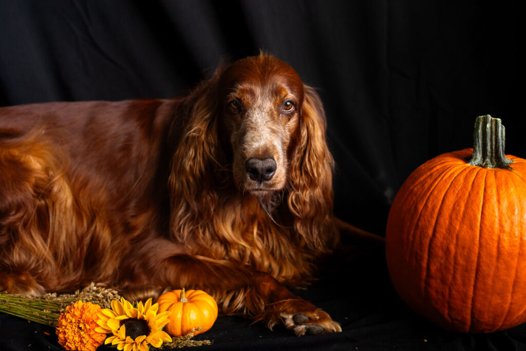 Irish setter dog with pumpkins and autumn flowers