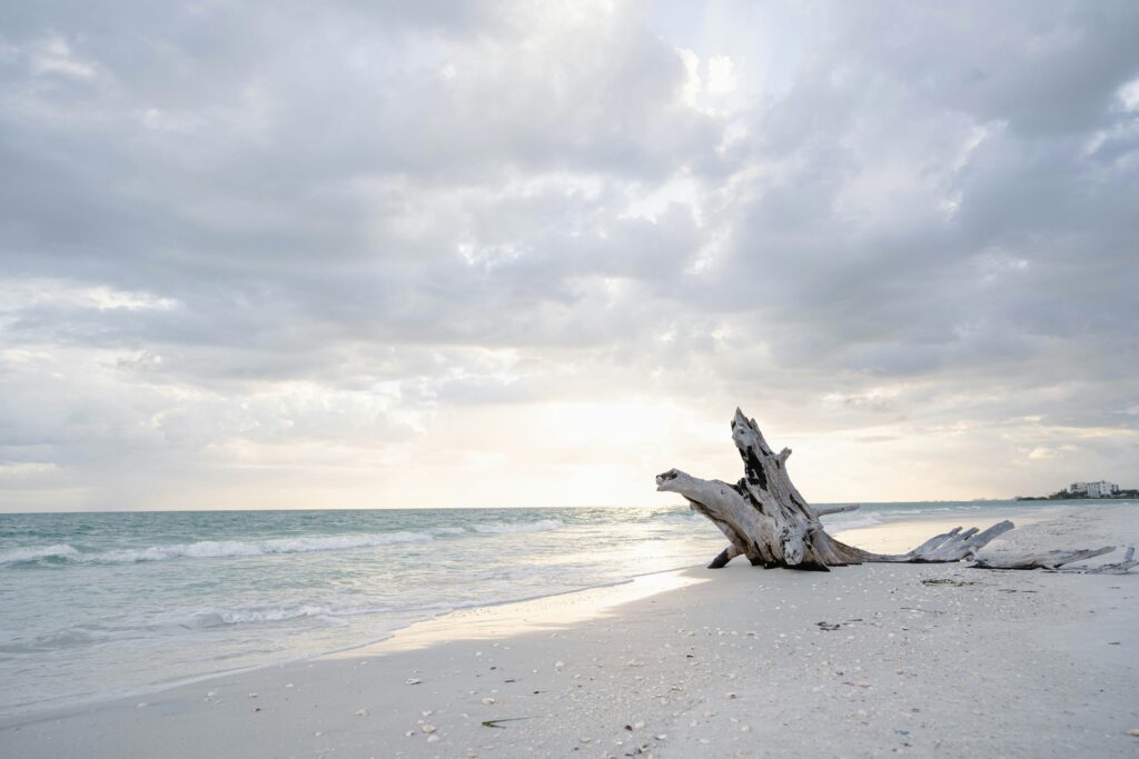 Driftwood at Lovers Key State Park, a beach located in Fort Myers