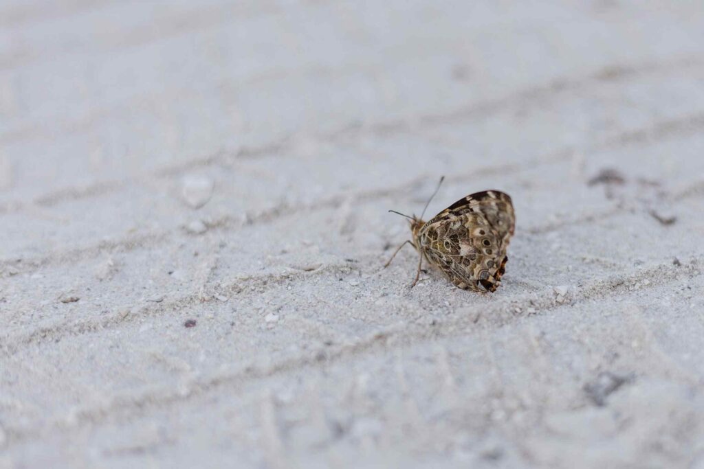 A painted lady butterfly on the sand after a butterfly release