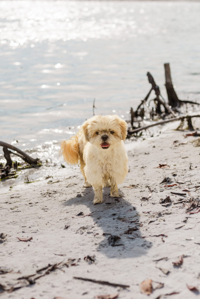 Small dog on the shore at Bonita Dog Beach