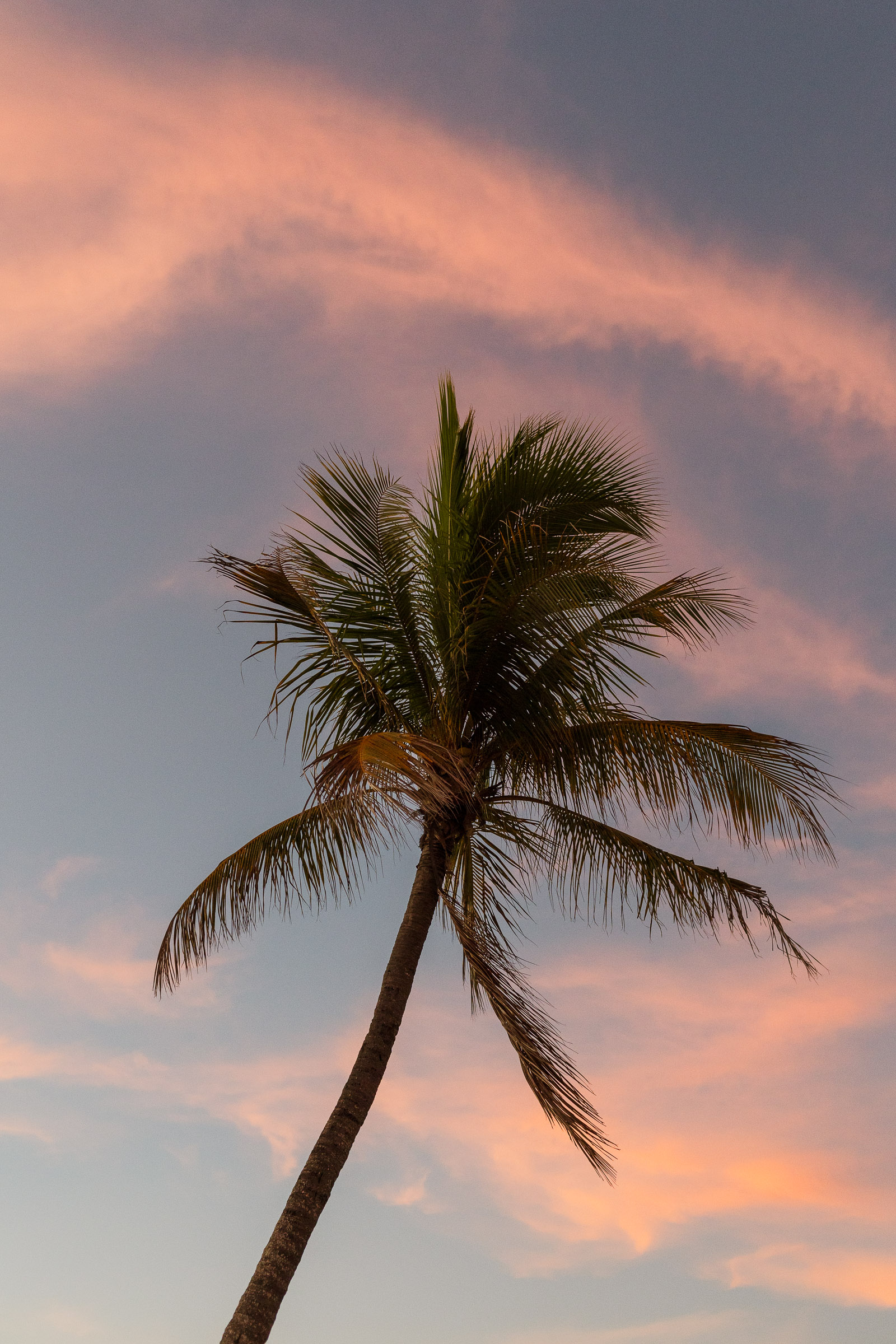 Palm tree at sunset at Bowditch Point Park